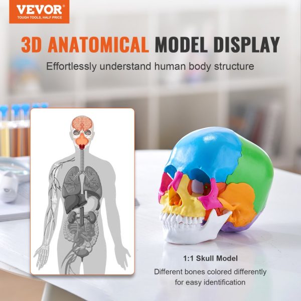 Human Skull Model, 22 Parts, Life-Size PVC Anatomical Skull with Detachable Pieces for Professional Teaching and Learning - Image 2