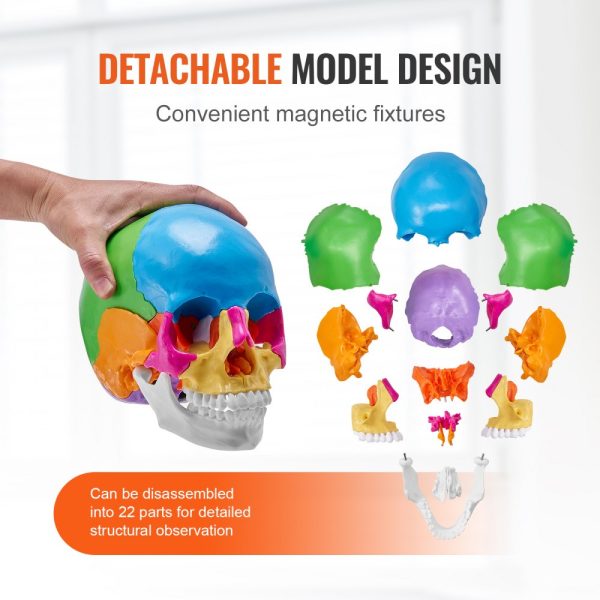 Human Skull Model, 22 Parts, Life-Size PVC Anatomical Skull with Detachable Pieces for Professional Teaching and Learning - Image 4