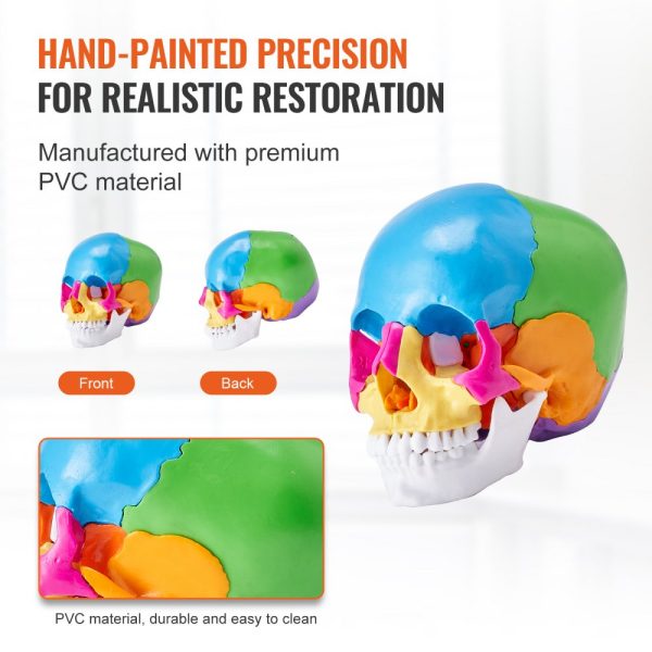 Human Skull Model, 22 Parts, Life-Size PVC Anatomical Skull with Detachable Pieces for Professional Teaching and Learning - Image 5