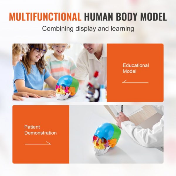 Human Skull Model, 22 Parts, Life-Size PVC Anatomical Skull with Detachable Pieces for Professional Teaching and Learning - Image 6