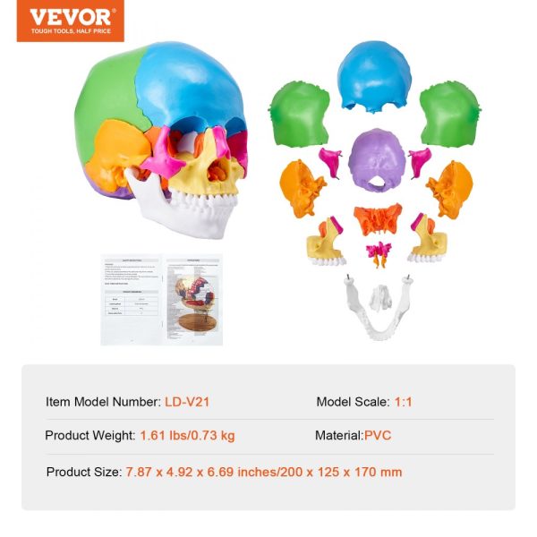Human Skull Model, 22 Parts, Life-Size PVC Anatomical Skull with Detachable Pieces for Professional Teaching and Learning - Image 7