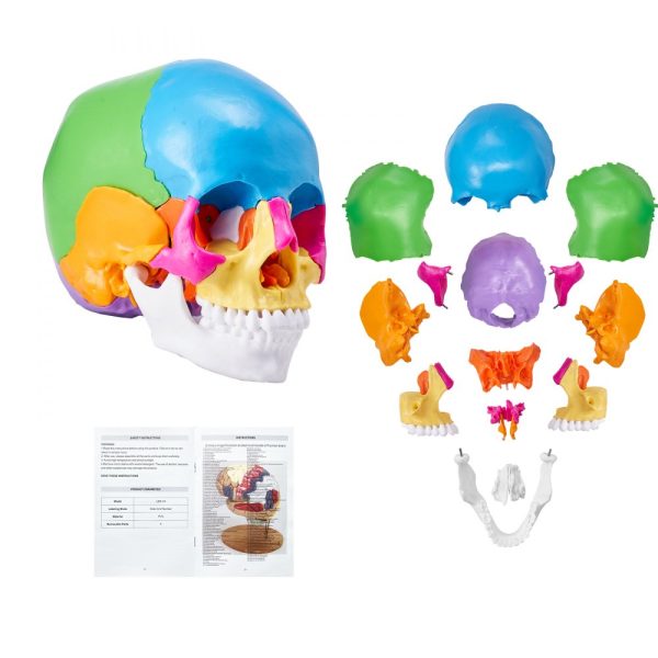 Human Skull Model, 22 Parts, Life-Size PVC Anatomical Skull with Detachable Pieces for Professional Teaching and Learning