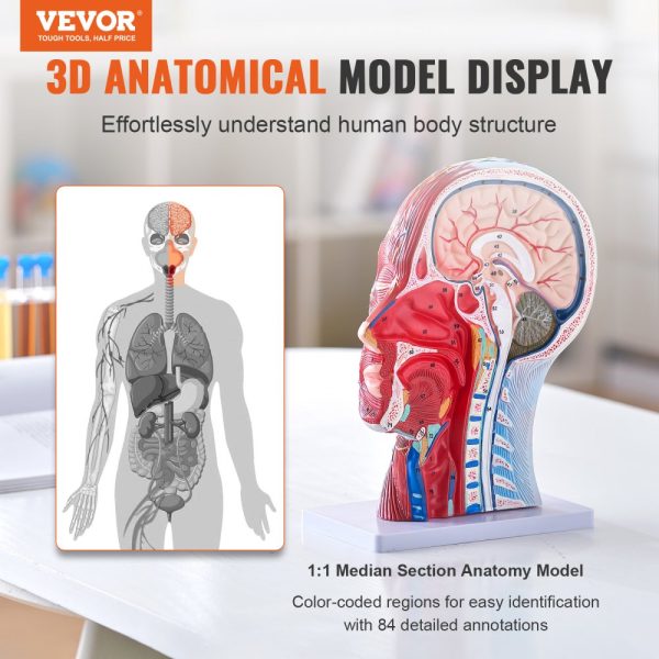 Human Half Head Superficial Neurovascular Model with Musculature 1:1 Life Size Anatomical Head Neck Skull and Brain Professional Teaching Learning Kids Education Display - Image 2