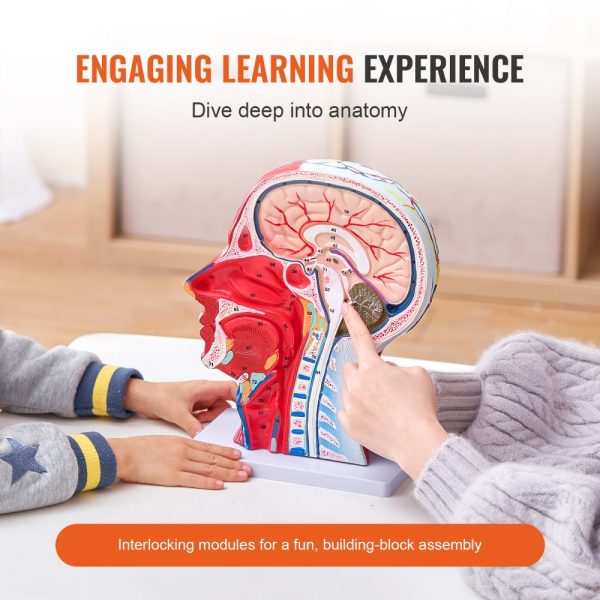 Human Half Head Superficial Neurovascular Model with Musculature 1:1 Life Size Anatomical Head Neck Skull and Brain Professional Teaching Learning Kids Education Display - Image 3