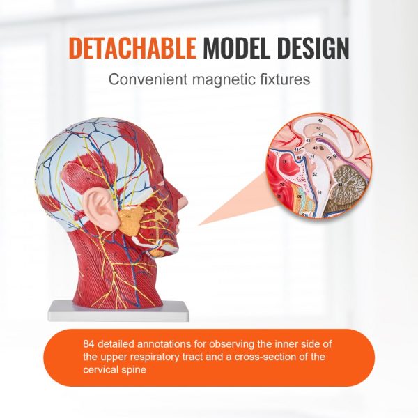 Human Half Head Superficial Neurovascular Model with Musculature 1:1 Life Size Anatomical Head Neck Skull and Brain Professional Teaching Learning Kids Education Display - Image 4