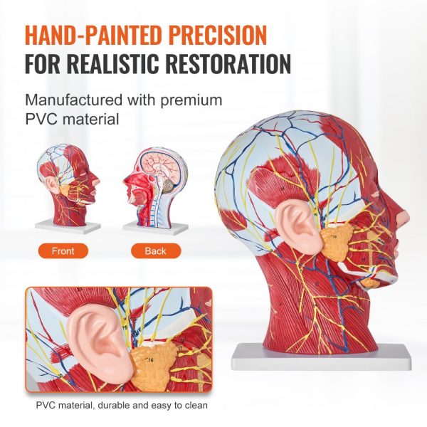 Human Half Head Superficial Neurovascular Model with Musculature 1:1 Life Size Anatomical Head Neck Skull and Brain Professional Teaching Learning Kids Education Display - Image 5