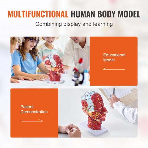 Human Half Head Superficial Neurovascular Model with Musculature 1:1 Life Size Anatomical Head Neck Skull and Brain Professional Teaching Learning Kids Education Display - Image 6