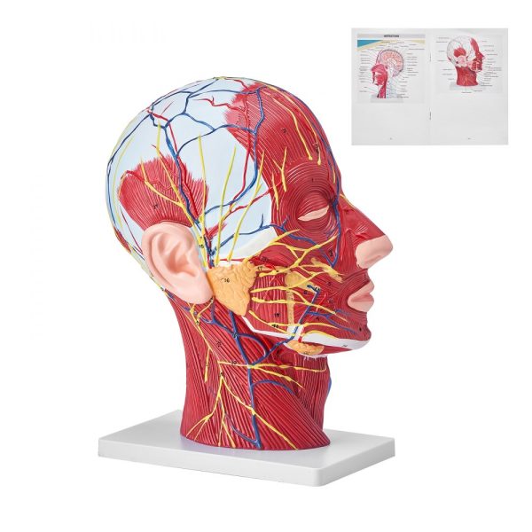 Human Half Head Superficial Neurovascular Model with Musculature 1:1 Life Size Anatomical Head Neck Skull and Brain Professional Teaching Learning Kids Education Display