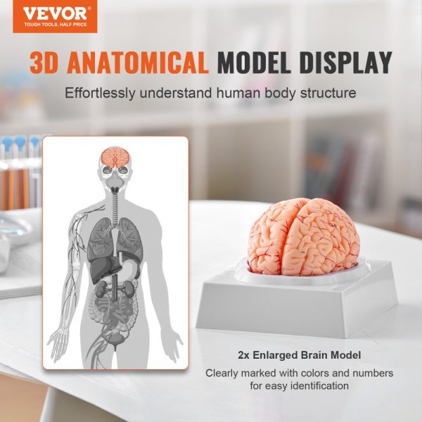 Human Brain Anatomical Model 1:1 Life Size 9 Part with Labels Display Base Detachable for Science Education - Image 2