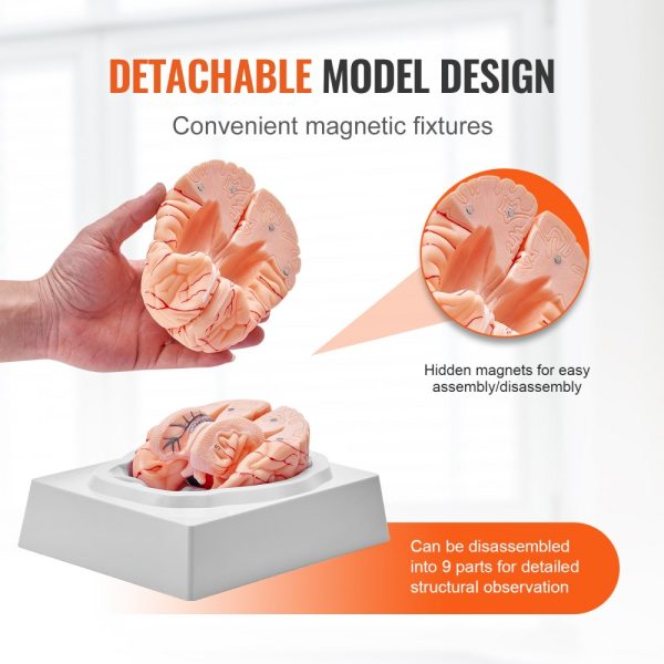 Human Brain Anatomical Model 1:1 Life Size 9 Part with Labels Display Base Detachable for Science Education - Image 4