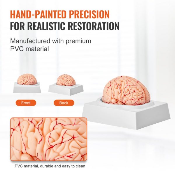 Human Brain Anatomical Model 1:1 Life Size 9 Part with Labels Display Base Detachable for Science Education - Image 5