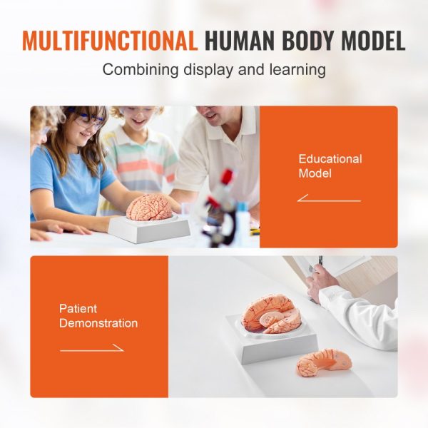 Human Brain Anatomical Model 1:1 Life Size 9 Part with Labels Display Base Detachable for Science Education - Image 6