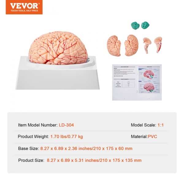 Human Brain Anatomical Model 1:1 Life Size 9 Part with Labels Display Base Detachable for Science Education - Image 7