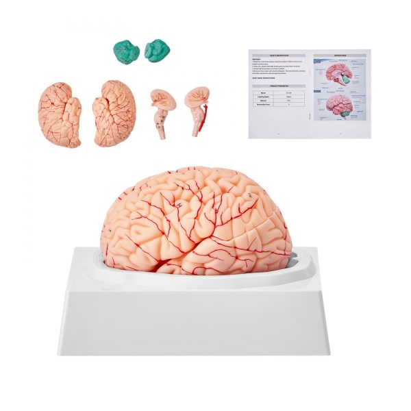 Human Brain Anatomical Model 1:1 Life Size 9 Part with Labels Display Base Detachable for Science Education