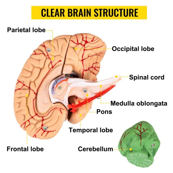 8-part brain anatomy life-size PVC skull model labeled for medical education learning and research - Image 2