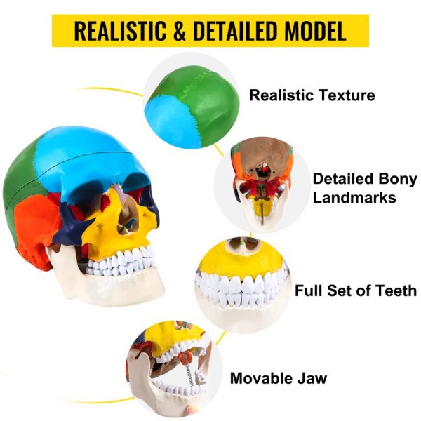 8-part brain anatomy life-size PVC skull model labeled for medical education learning and research - Image 3