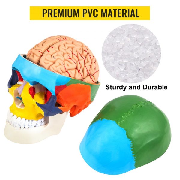 8-part brain anatomy life-size PVC skull model labeled for medical education learning and research - Image 4