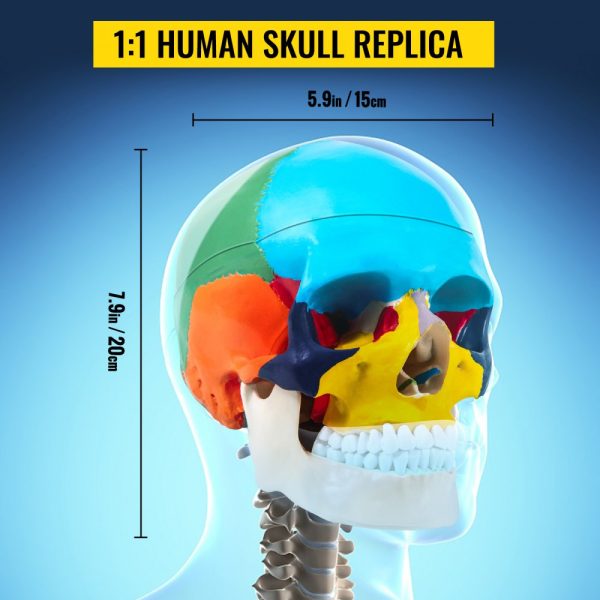 8-part brain anatomy life-size PVC skull model labeled for medical education learning and research - Image 5